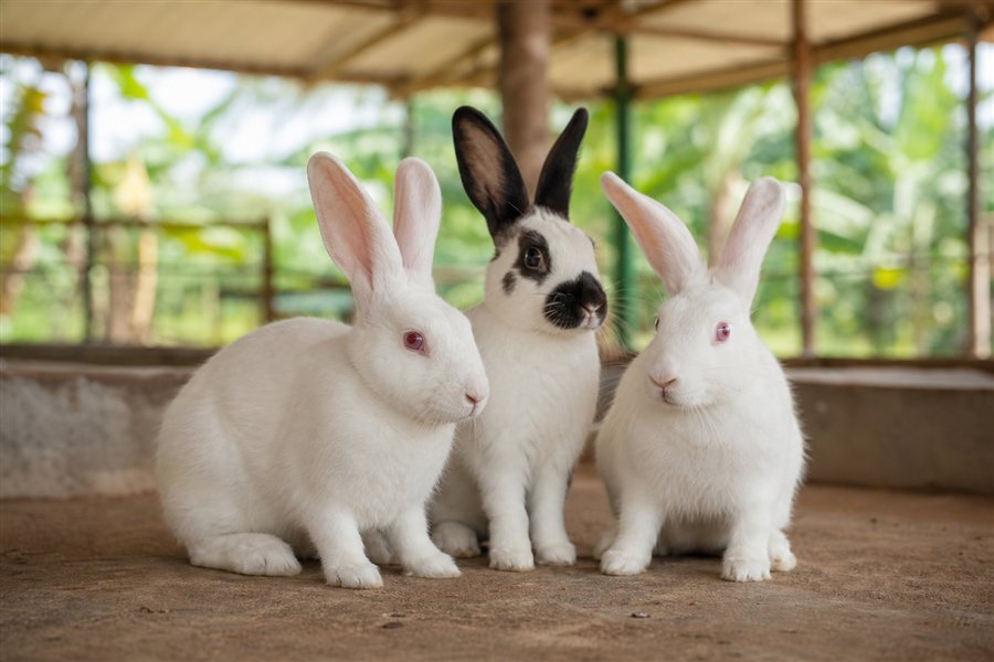 Live Rabbits supplied by Rabbitex